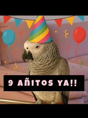 A post by @lora_prodigio on TikTok caption: Hoy mi pequeña Lora cumple 9 añitos…🐣 Nueve años de amor, risas, palabrotas 🤭 miradas que lo dicen todo, y una conexión que no se puede explicar.🥰🦜 Todavía me acuerdo del momento en el que llegó a mi vida, tan chiquitita, sin plumas y frágil. Y desde ese instante supe que era especial. Ella no es solo un loro… Es mi hija, mi compañera, mi alma gemela con alas  Y sin saberlo, también se ha convertido en la alegría de muchísima gente. Porque Lora tiene eso… Eso que incluso en los días más grises, te saca una sonrisa ☺️  o una carcajada 😂🦜  Feliz cumpleaños, mi pajarraca. 🦜🎂🎁🥳❤️ Te quiero, ¿sabes cuánto…? ¡MUCHOOOOOO!  ¡Todos a felicitar a la pajarraca más graciosa del planeta! 🤪🎂🦜  # Lora #loros #loraprodigio #micumpleaños #mascotas #mascotasadorables #tequieropequeña #animales #dedicatorias #lorosdetiktok 