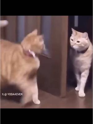 A post by @klrdubs on TikTok caption: Daily Dose of Cats - ep. 2