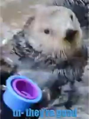 A post by @klrdubs on TikTok caption: Daily Dose of Animals 🦦 #animals #funny #voiceover #otter #larry #klrproductions 
