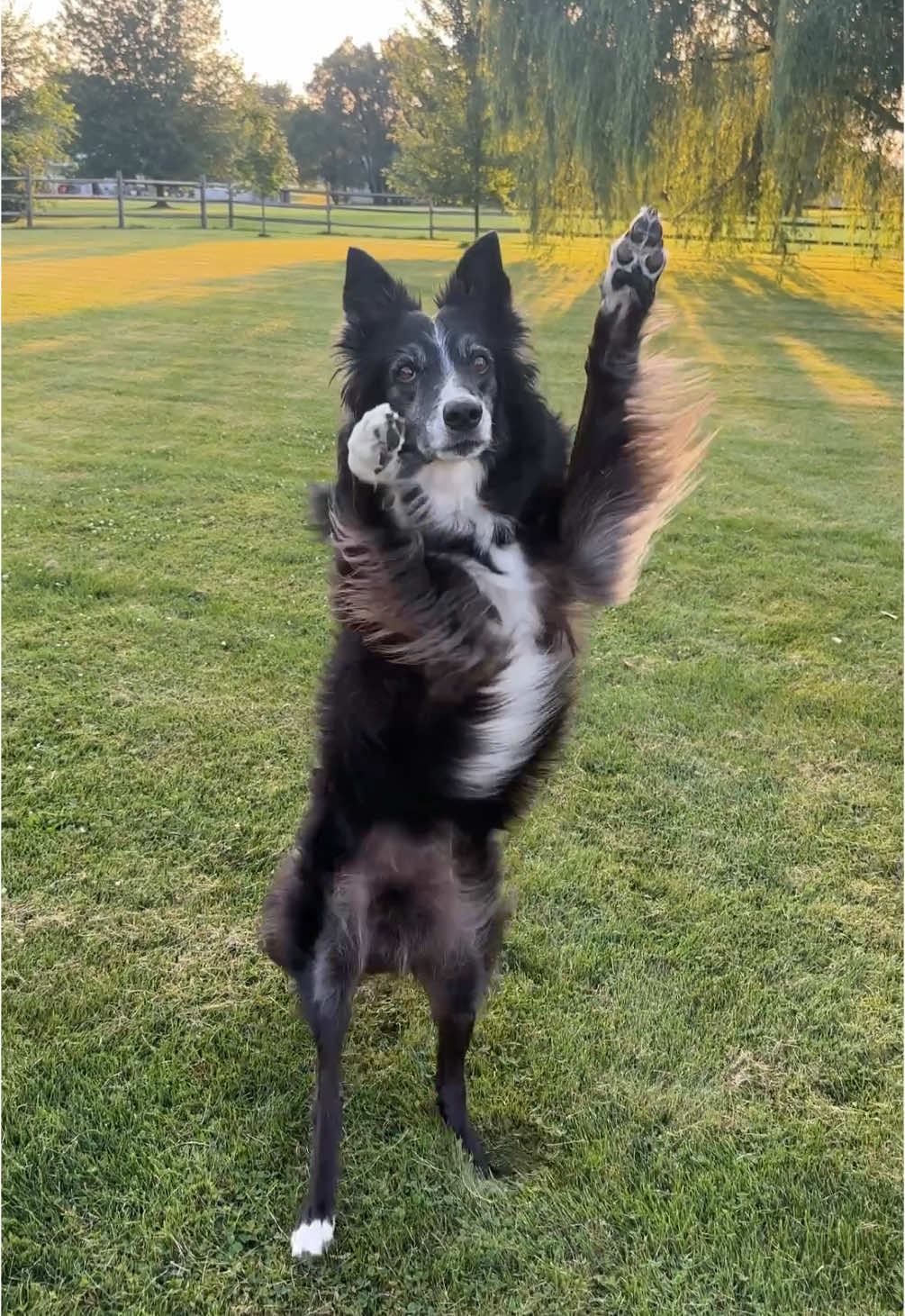 A post by @kelly_bove on TikTok caption: Don’t you love their moves? 🐶🐶