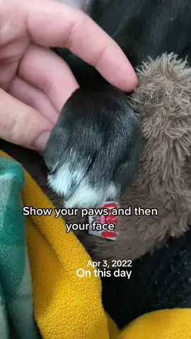A post by @moxiesadventures on TikTok caption: My phone is full of sleeping puppy videos 