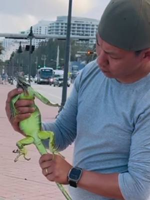 A post by @yokoikenjidiaz on TikTok caption: Si yo fuera iguana y me agarra el asiático así… hago lo mismo!  Y me voy a tomar café. 