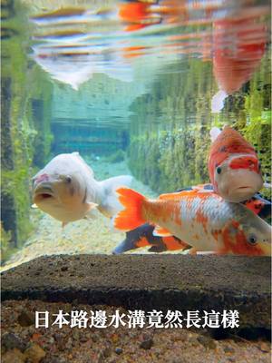 A post by @ygt1016_ on TikTok caption: 日本路邊的水溝竟然長這樣！！！ #日本#japan#日本旅行 
