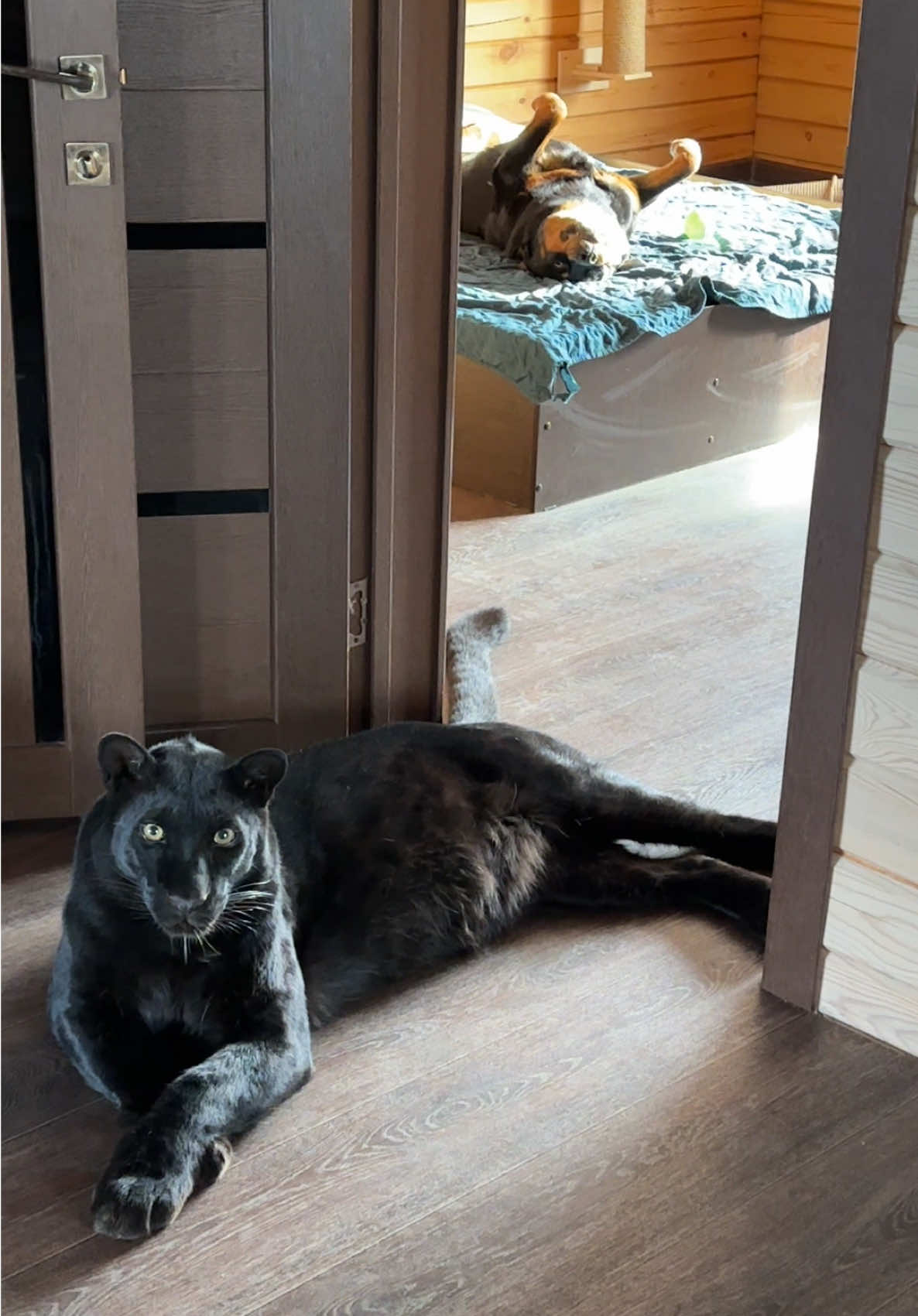 A post by @luna_the_pantera on TikTok caption: Panther Guards a friend's sleep 😂