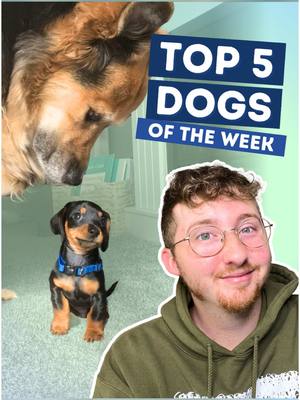 A post by @weratedogs on TikTok caption: Top 5 Dogs of the Week! 5. @Cara  4. @NBCSouthFlorida  3. @7NEWSAdelaide  2. @K9 USAR THAILAND  2. @Echo Samoyed  H.M. @Hercule Van Wolfwinkle  1. HK01 #weratedogs 