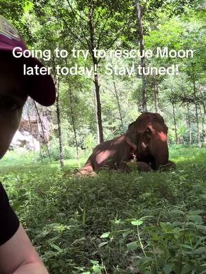 A post by @planting_peace on TikTok caption: Get ready yall! Got another gorgeous girl for us to rescue. I’m going to launch her fundraiser around 2pm EST(New York City Time). She’s has a hard life. Let’s secure her freedom! -Aaron/Planting Peace 