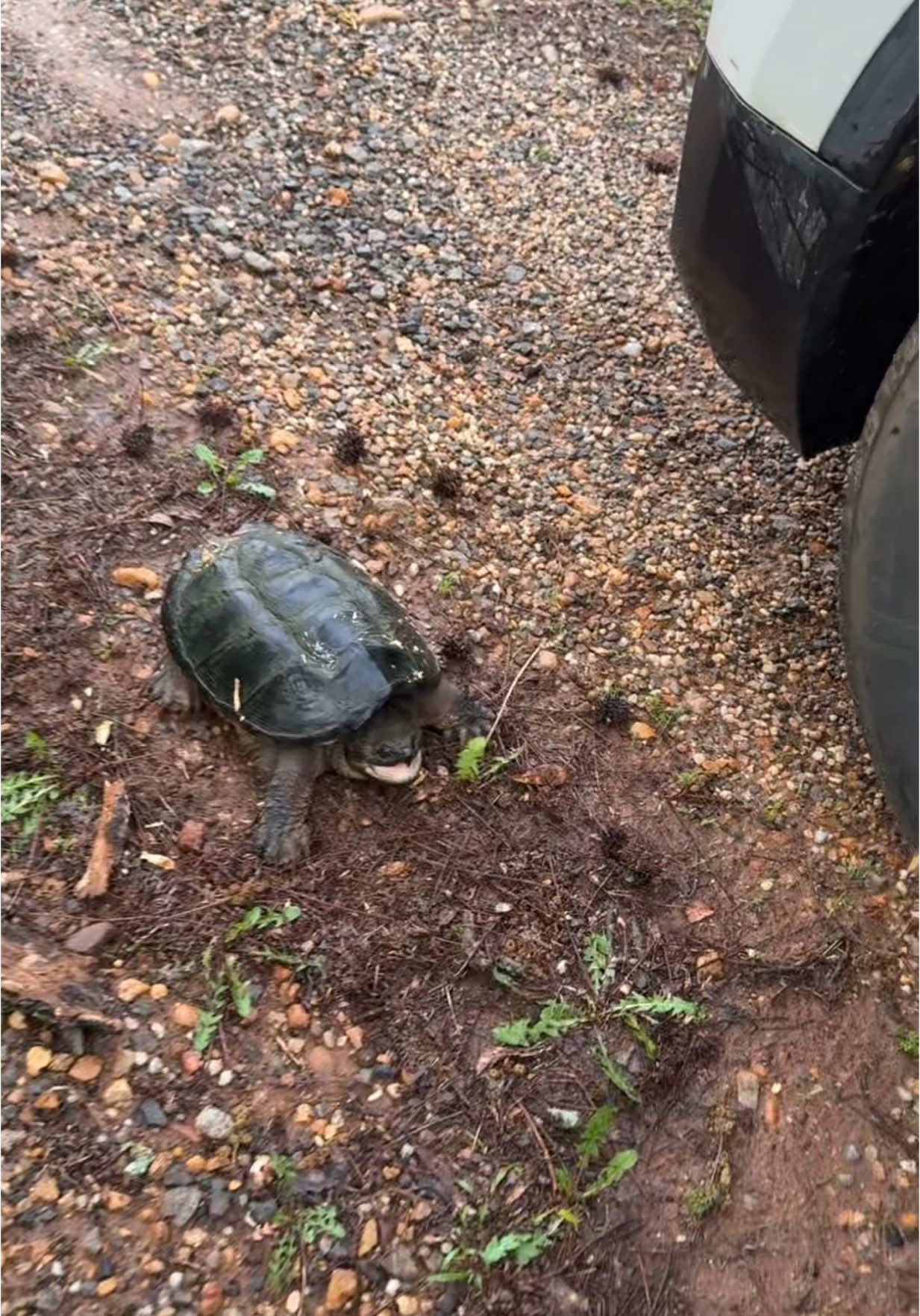 A post by @kaydee_kelly on TikTok caption: Should have known this was obviously a snapping turtle the way he is acting.  🐢 Just trying to get you out of the road. #turtle #snappingturtle #friday #morning #weekend #texas #pondturtle 