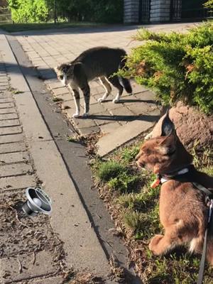 A post by @pumbacaracalofficial on TikTok caption: Young Pumba meets neighbour’s cat😹