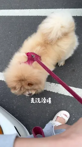A post by @han716__ on TikTok caption: 你們喜歡他有毛還是沒毛呢？