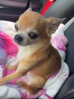 A post by @chichicanos on TikTok caption: Réponse à @solangedesnos4 des nouvelles de Léon 🥰 #chihuahua 
