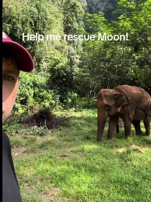 A post by @planting_peace on TikTok caption: I'm in love! Now you're in love! Now, let's rescue this girl! Meet Moon! This gorgeous lady has spent the last 50 years in chains, giving rides to tourists on her back. She has recently been sold into a logging camp, where she pulls large trees all day. The good news is we can rescue her. We have an incredible rescue Following Giants willing to give her a good home. There she won't have to give rides to tourists or pull trees. She gets to be a happy elephant. You can help rescue Moon in the following ways: Moons Gofundme is in my bio. You can also donate on Venmo: plantingpeace333 or on our site, PlantingPeace.org - Aaron/Planting Peace #plantingpeace #rescue #elephantrescue #thailand #followinggiants #fsu 