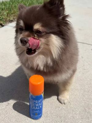 A post by @scout2015 on TikTok caption: Whose Spray Sidewalk Chalk is better Mine or Suki‼️😱 #Art #chalk #competition #puppy