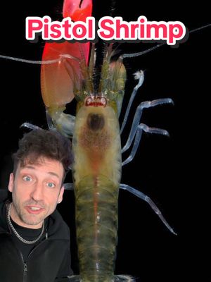 A post by @oddanny on TikTok caption: Natures little Thanos 👀 #pistolshrimp 