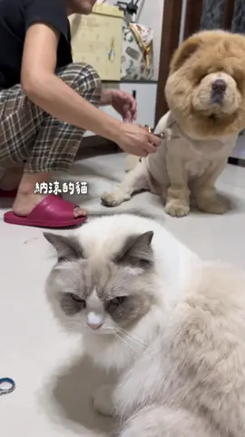 A post by @han716__ on TikTok caption: 他剪毛的時候真的超不耐煩🥹 佩服所有願意接鬆獅的寵物美容師們