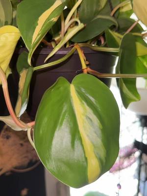 A post by @killemkhaos on TikTok caption: I love her SOOOOO much. 💚 Her name is Tangy 💫✨ #killemkhaos #plantmom #philodendronbrazil #plantsoftiktok #planttok #greenwitch #divinefeminine 