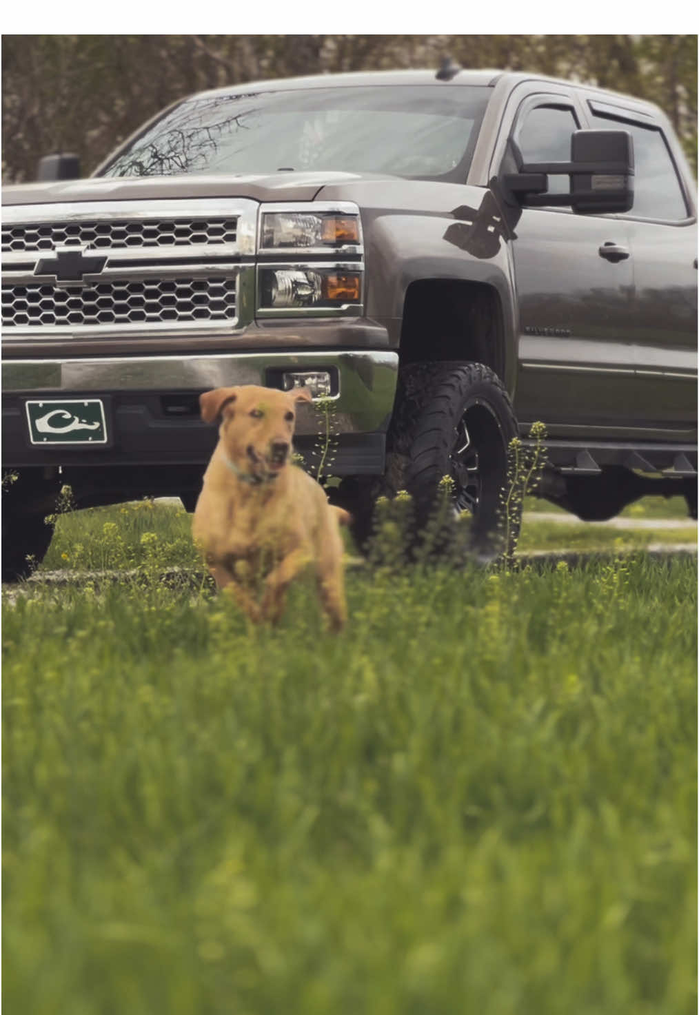 A post by @backwoods_outdoors_3 on TikTok caption: What’s a country boy without his truck and dog? #fy #fyp #fypシ #foryoupage #backwoods #backwoodsoutdoors #dog #dogsoftiktok #truck #chevy #silverado #edits #youtube #outdoors #sendit 