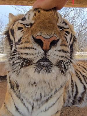 A post by @brittneyandzion on TikTok caption: Boop ❤️ #boop #animals #tiger #cat #cattok #outofafricapark 