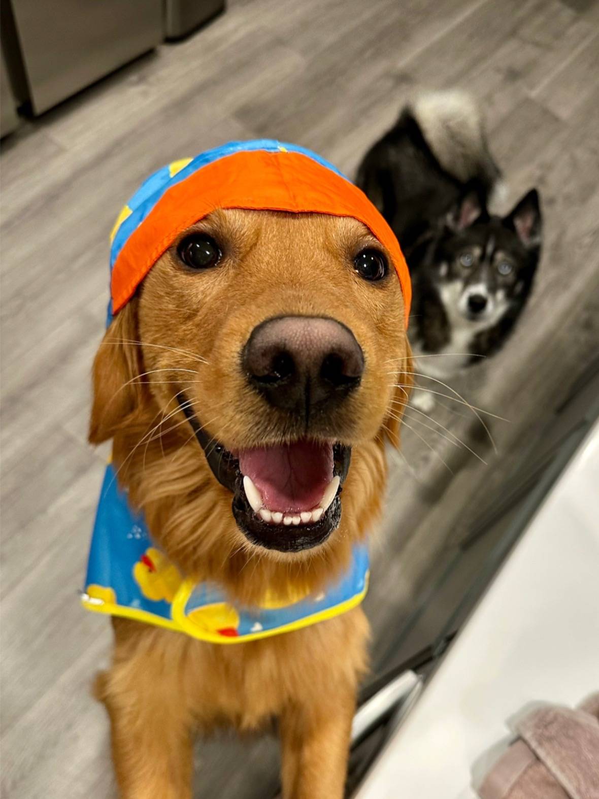 A post by @gravythegolden on TikTok caption: #goldenretriever #dogsoftiktok #goldenretrieverpuppy #goldenretrieversworld #goldenretrieverlove #goldenretrieverpuppies #goldenretrievers #funnygoldenretrievers 