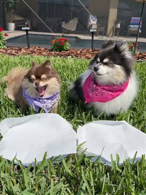 A post by @scout2015 on TikTok caption: Wait stop this was reaction was priceless🥺💔… #puppy #cookie #trend #dog 