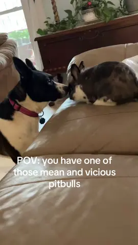 A post by @krista.1992 on TikTok caption: #foryou #bunnytok #rabbitsoftiktok #pitbullsoftiktok #besties 