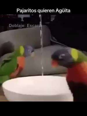 A post by @escardii on TikTok caption: Pajaritos quieren Agüita 🦜 #parati #escardi 