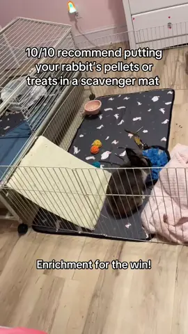 A post by @krista.1992 on TikTok caption: #bunnytok #rabbitsoftiktok #foryou #rabbitcare #rabbit #rabbittok 