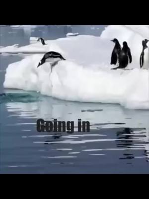 A post by @klrdubs on TikTok caption: Daily Dose of Animals 🦦🐧 #animal #penguin #voiceover #otter #klrproductions #funny 