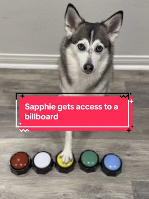 A post by @sapphie_the_pomsky on TikTok caption: Sapphie gets access to a billboard 🤣🤣🤣🤣 #dogs #funnydog #dogsoftiktok #billboard #comedy #doglover #smartdog #fyp 