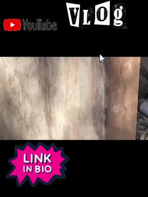 A post by @xwallstreetdonx on TikTok caption: YouTube | we caught Roger #foryoupage #fyp #fypシ #country #raccoon 