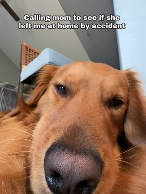 A post by @gravythegolden on TikTok caption: Where’d ya go lady #pickup #funnygoldenretrievers #facetimecall #facetime #goldenretrieverlife #goldenretrieversoftiktok 