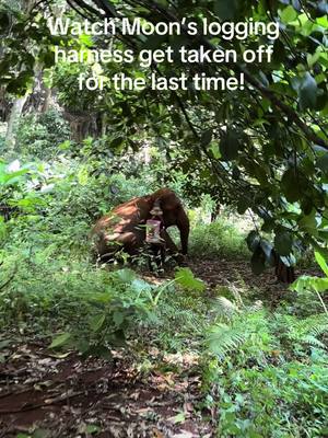 A post by @planting_peace on TikTok caption: Watch Moon’s logging harness come off for the last time! She’s been wearing a riding or logging harness for roughly 50 years! Never again with that mess! Rise up Moon! You’re free my girl! She’s going to love her new life at @FOLLOWING GIANTS. Let’s get you home! -Aaron/Planting Peace #rescue #elephantrescue #thailand #followinggiants #fsu 