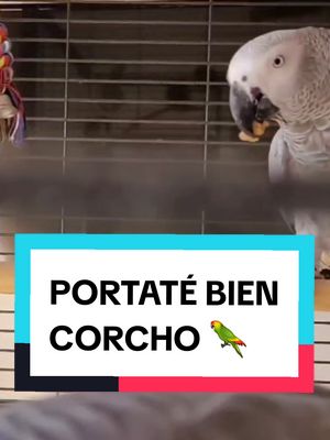 A post by @lora_prodigio on TikTok caption: Mientras Corcho el destructor intenta cargarse a picotazos mi teléfono 📱 Lora observa desde mi lejos mientras come...así que le pido ayuda y le dice que pare y se porte bien! Como este no hace caso le vuelvo a pedir ayuda y Lora le amenaza con que viene Luci!! Entonces el para y está amenaza le es suficiente para no volver a tocar el móvil 📱😂🦜  Quien crees que es Luci...?  Comenta por aquí ⬇️ #portatebien #loros #loraprodigio #loraycorcho #lora #parrot #mascotastiktok #parrotsoftiktok 