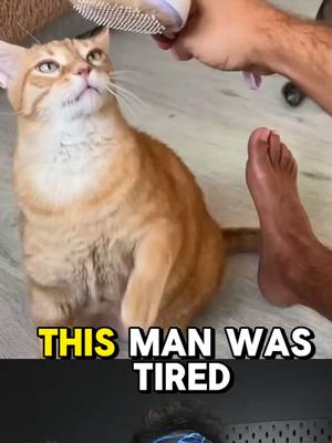 A post by @hudsouza on TikTok caption: A Hat for the Cat lol #catsoftiktok
