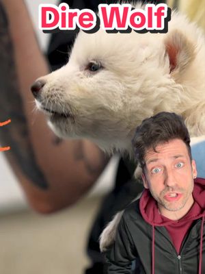 A post by @oddanny on TikTok caption: The Dire Wolf is BACK 👀 @colossal #direwolf 