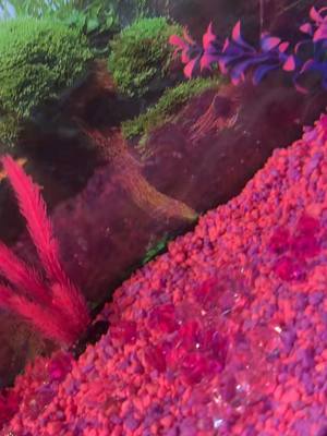 A post by @melaniefoxxx on TikTok caption: Settin up my fish tank 💕🐠 #fyp #fypシ 
