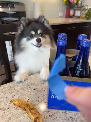 A post by @scout2015 on TikTok caption: Did you help me this Puppy get 3.2 millions too🥺💔 #trend #saratoga #water #dog #morning 