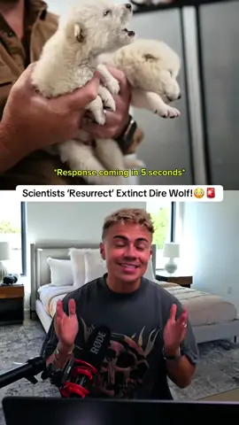 A post by @aslanpahari on TikTok caption: It’s referred to as a ‘proxy’ and not a literal resurrection as a lot of these online articles are claiming. Yes, it may functionally be the equivalent of a dire wolf if released into the wild, but I still don’t really see this as a resurrection of the extinct species at all. I’d love to hear what everybody thinks! #history #science #direwolf 