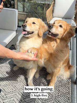 A post by @elliegoldenlife on TikTok caption: Getting a second dog was the best decision 🥺