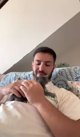 A post by @danythegaggio on TikTok caption: IL GATTO