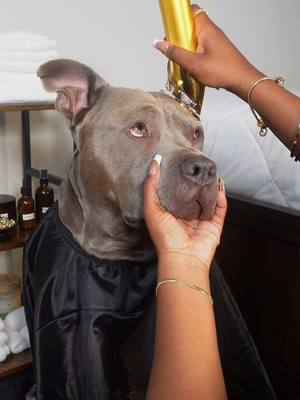 A post by @reignstormpit on TikTok caption: My dogs barber cancelled on him, so I set up shop and gave him the full experience. 🐾💈💙 #dogsoftiktok #cute #reignstormpit #asmr #satisfying #doggrooming 