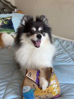 A post by @scout2015 on TikTok caption: Is 3 weeks too long??😱‼️ #dogs #prank #squishy #fastfood 
