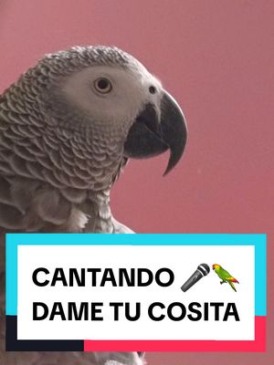A post by @lora_prodigio on TikTok caption: Pero que bien canta esta Lora 🎤🦜😂 Le pregunto qué quiere cantar y no se lo piensa 2 veces...hoy quiere la canción de: Dame tu cosita @elchombo_official Y la canta con un ritmo que no veas la pajarraca 🤣😂🎤🦜🎶 #elchombo #dametucosita #loraprodigio #lorocantando #lora #loros #parrot #lorostiktoker #mascotasgraciosas 