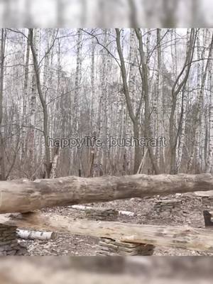 A post by @happylife_bushcraft on TikTok caption: build a large wooden house using our ancestors' methods Part 1 #build #building #builder #buildingahouse #cabin #logcabin #bushcraft #woodenhouse #viralvideo #fyp