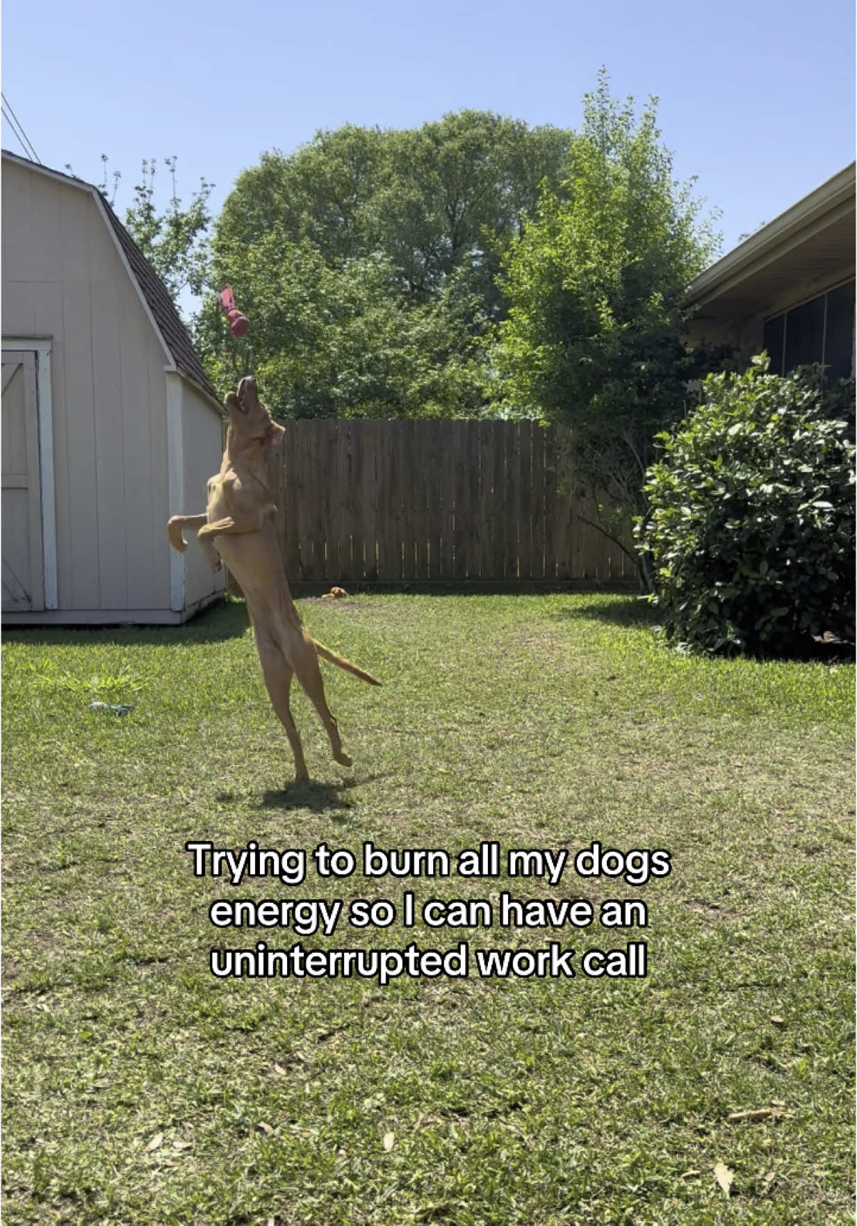 A post by @nolaandmollylabs on TikTok caption: Why is it so difficult 🥲😂 #wfh #dogmom #remotework #foxredlab #labrador #labradorretriever #labpuppy 