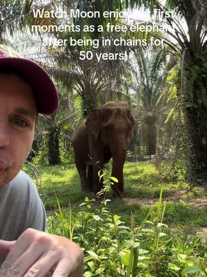 A post by @planting_peace on TikTok caption: We did it! Moon is safe! She spent 50 years in the logging and tourist riding camps. Now, thanks to you all…she is free! She’s already loving her new home at @FOLLOWING GIANTS making friends! Just can’t thank y'all enough for helping me rescue Moon! It means the world to me! Now, let’s go find another giant to rescue! -Aaron/Planting Peace #rescue #elephantrescue #thailand #fsu #heartchain 