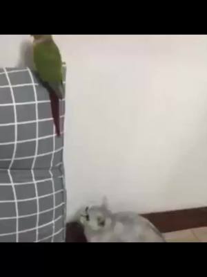 A post by @klrdubs on TikTok caption: Daily Dose of Animals 🐱🦜🐸🦦 #animals #voiceover #otter #funny #klrproductions #voiceover #catsoftiktok 