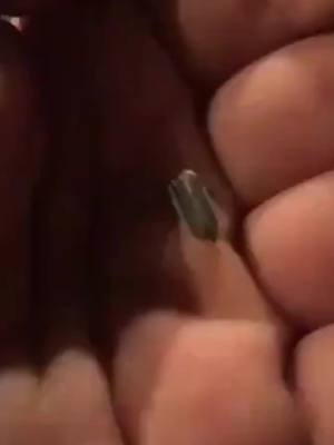A post by @dd3.abukhaled on TikTok caption: 🚦هذه هي حشرة اليراعة المضيئة بسبب التفاعلات الكيميائية التي تحدث في بطونها.  ٧- 🌺 القرآن الكريم  {031 سورة لقمان (11)}  🎙 القارئ: محمد صديق المنشاوي  #القرآن_الكريم  { 031 سورة #لقمان (11)}  🎙 #محمد_صديق_المنشاوي 🌺 سبحـــــــــ الله ــــــــــان  الخالق المبدع المصور العظيم  🚥 غزة قبلتنا، لا تنسوها في دعائكم. 🤲  🚥 الدال على الخير كفاعله،  إنشر وذكر غيرك ولك الأجر.  إذكرونا بدعوة. 🚥 من مجموعات دين ودنيا  تليجرام 👇👇👇 https://t.me/Dien_w_Dunya  واتس أب 👇👇👇 https://chat.whatsapp.com/ICMqHfDfi7d8JLO0HZh48X