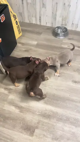 A post by @queencitybullys on TikTok caption: #queencitybullys #microbully #pocketbully #americanbully #puppies #puppytiktok 