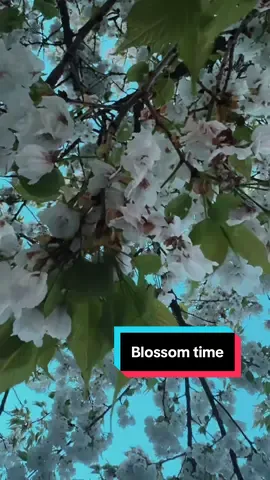 A post by @dearestcosplay on TikTok caption: Another Sakura season with my beloved, and the blooms while fleeting are just as beautiful as ever. #sakuraseason #sakurabloom 