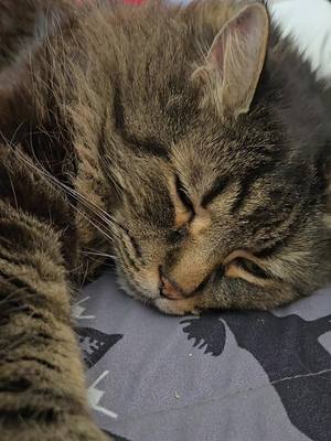 A post by @couturenanay28 on TikTok caption: Wade  mon chat #Teamtinga #creatorsearchinsights #recomended 